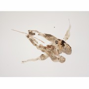 Série Pisseurs Pisseuses