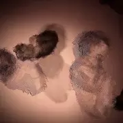 La vie - Musée d'anatomie humaine de Bologne